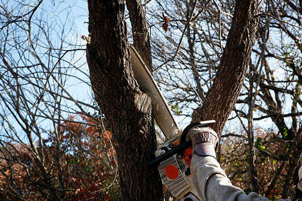 Best Leaf Removal  in Englewood, CO